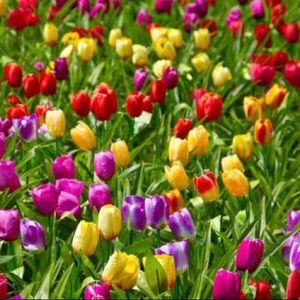 Meet your Posher, Edna